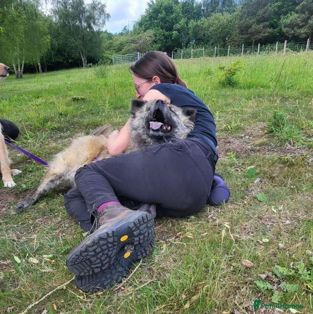 Mixed Breed dogs for adoption: Luna Chow - the people's princess 💜 in Kidderminster - Advert 8