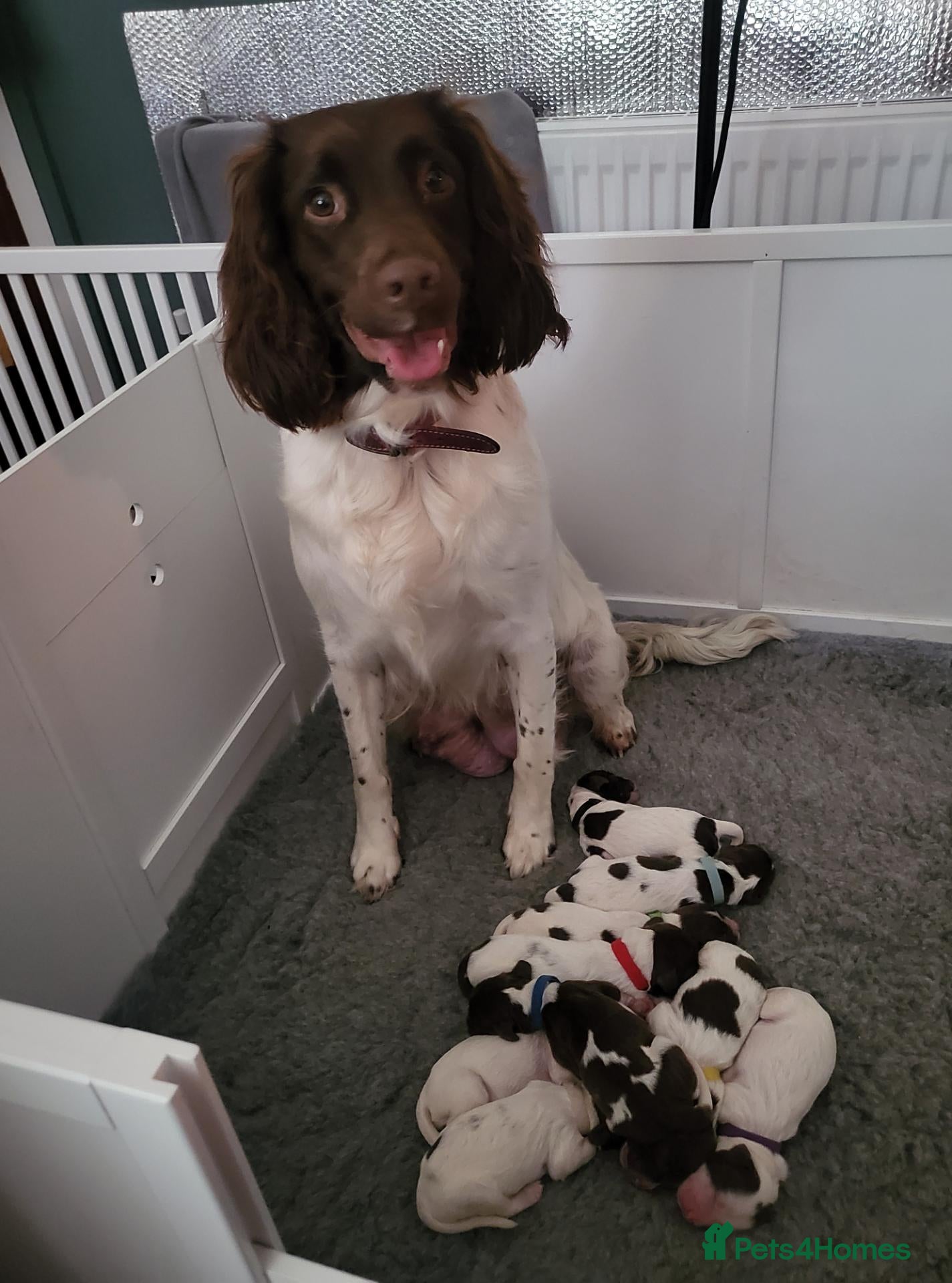 English Springer Spaniel dogs 9 Beautiful English Springer Spaniels for sale  - Advert 6