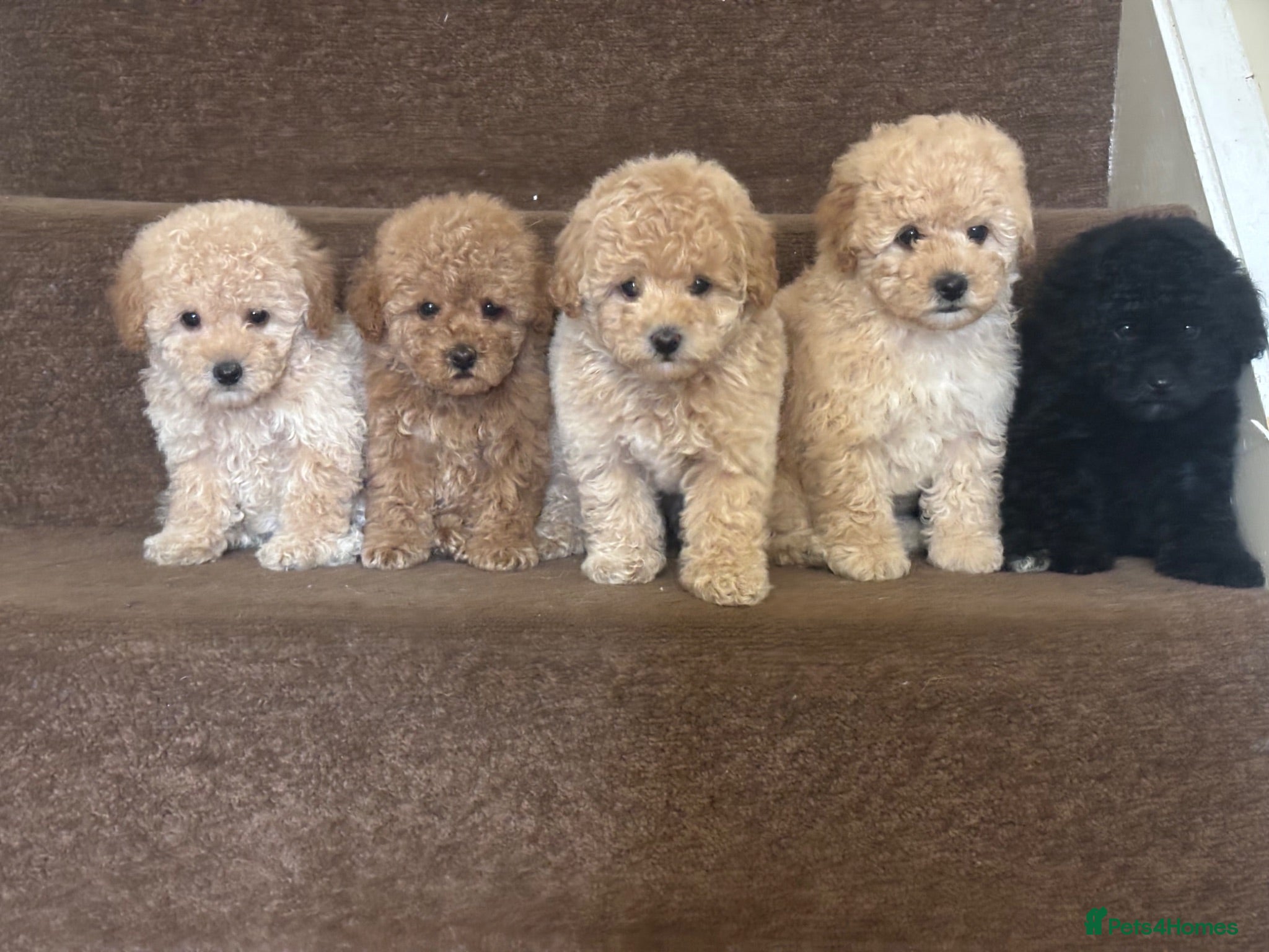 Toy Poodle dogs Toy poodle puppies for sale - Advert 15