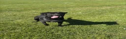 Borador dogs for sale: Rehoming lady  - Advert 5