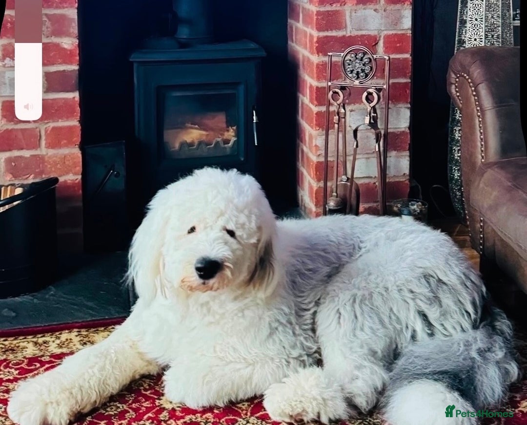 Old English Sheepdog dogs for stud: Ted Bear - Advert 1