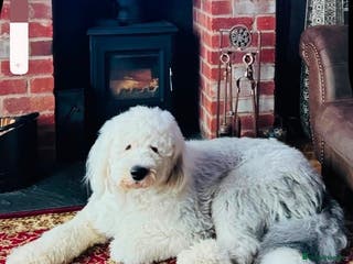 Old English Sheepdog dogs Ted Bear - Advert 16