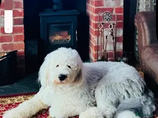 Old English Sheepdog dogs Ted Bear - Advert 11