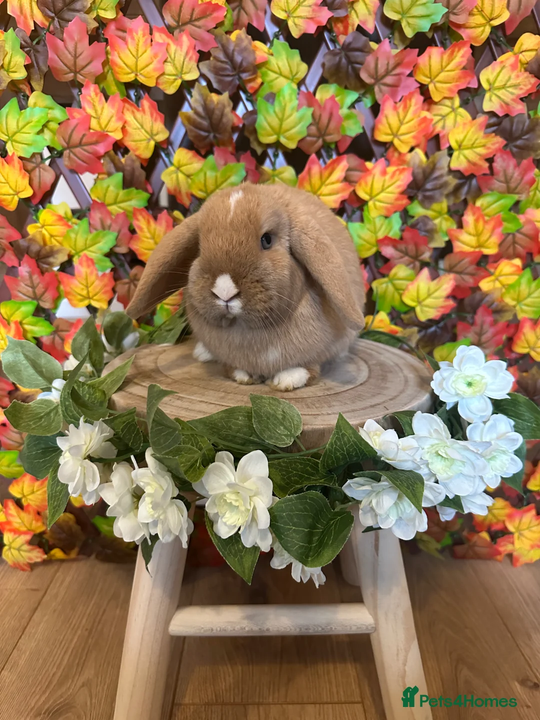 Mini Lop rabbits for sale: 🐰 Honey — Chocolate Tort Vienna Mark Mini Lop Doe - Advert 1