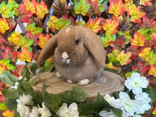 Mini Lop rabbits 🐰 Honey — Chocolate Tort Vienna Mark Mini Lop Doe - Advert 1
