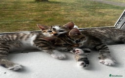 British Shorthair cats for sale: Kittens looking for loving homes - Image 1