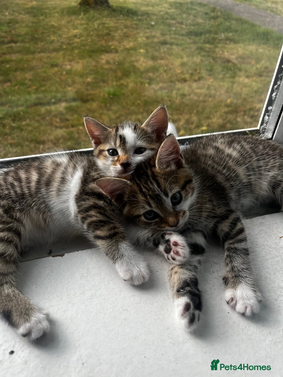 British Shorthair cats for sale: Kittens looking for loving homes - Image 1
