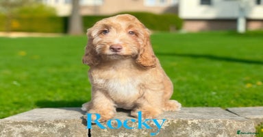 Cockapoo dogs - Advert 14