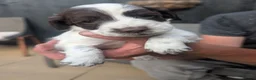 Cocker Spaniel dogs for sale:  Stunning KC registered working cocker pups - Advert 6