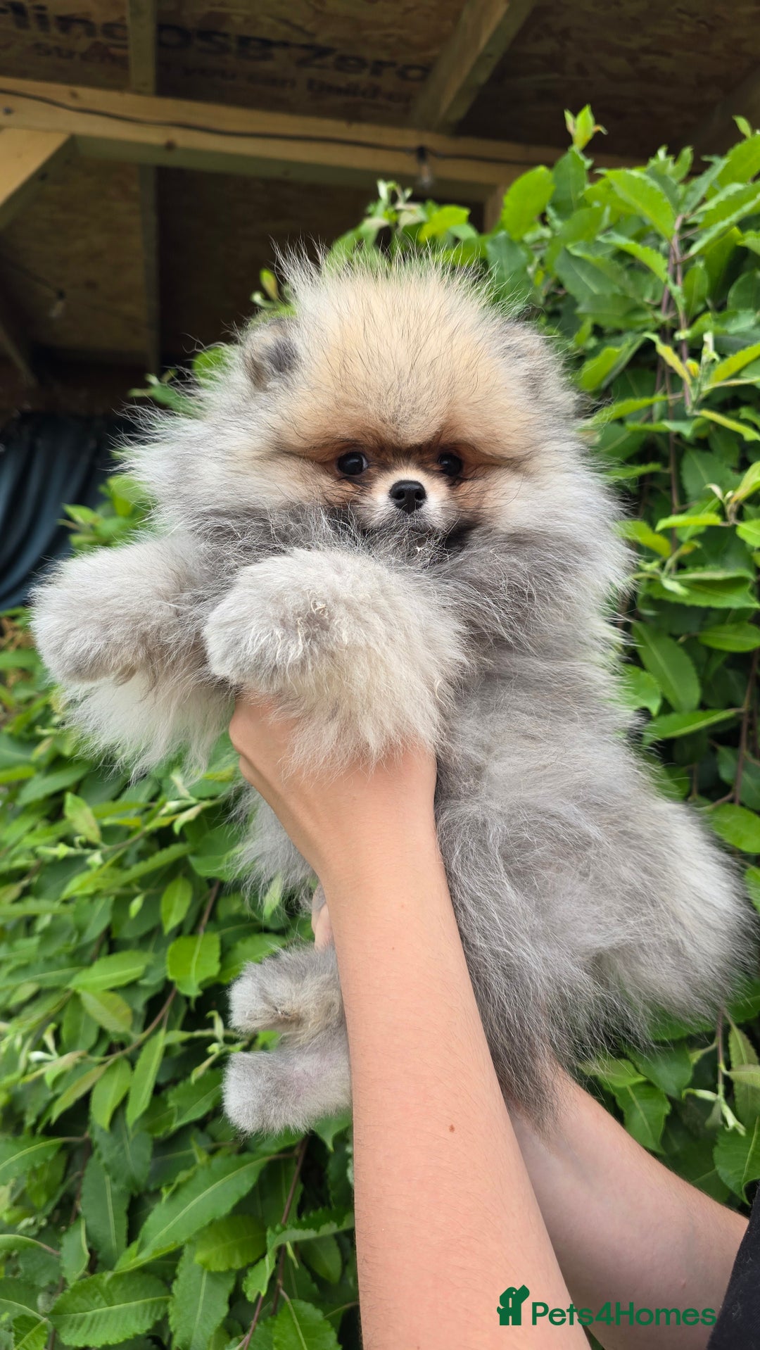 Pomeranian dogs for sale:  KC REGISTERED female - Image 4