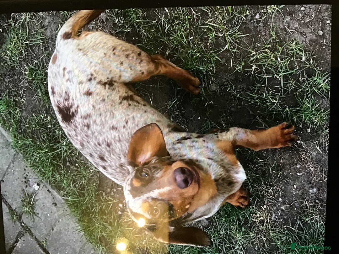 Miniature Dachshund dogs for stud: Choc dapple carrying cream  - Advert 2