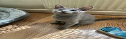 Russian Blue cats for sale: TICA 5* Pedigree Russian blue kittens - Advert 15