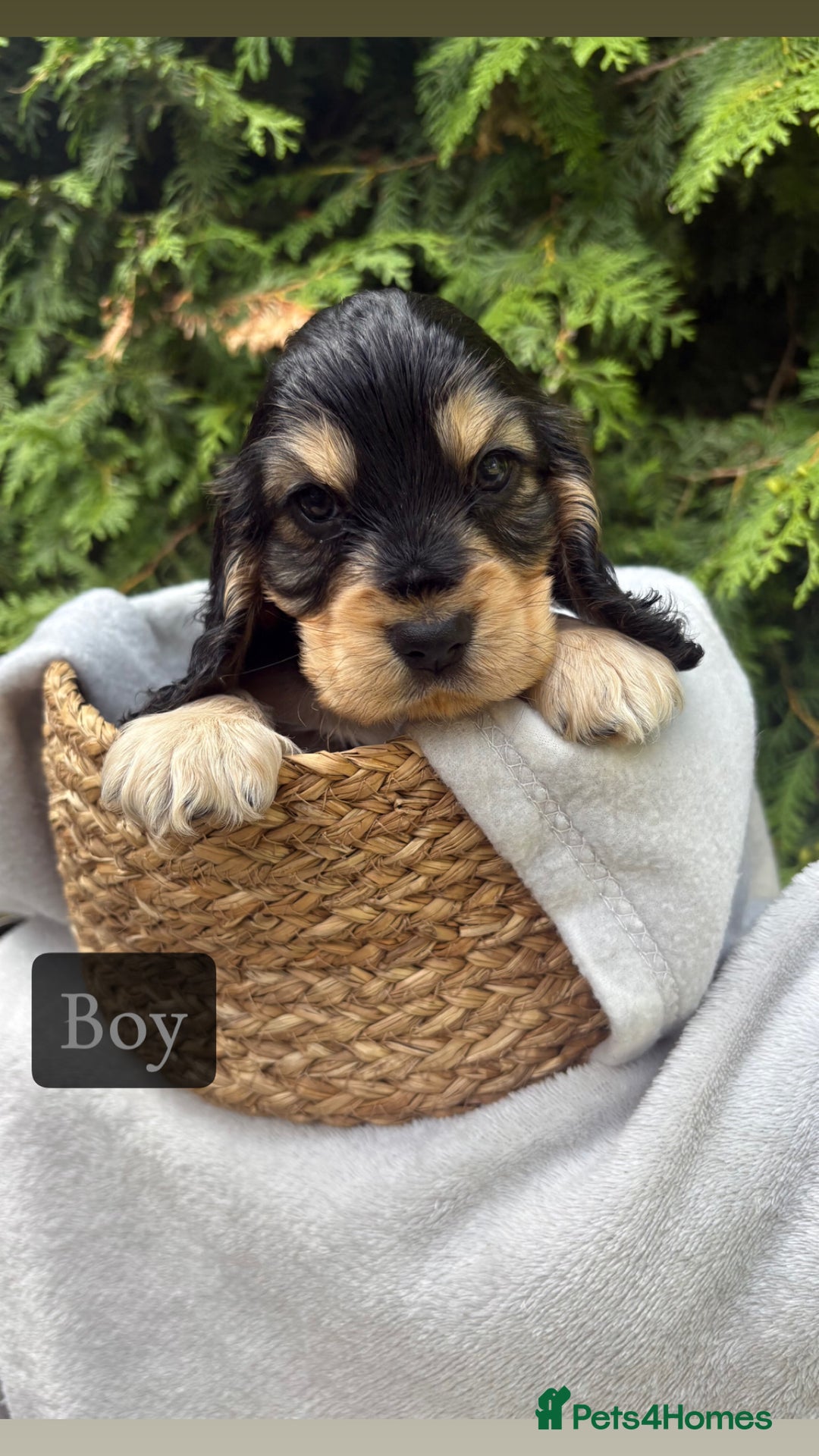 Cocker Spaniel dogs for sale: GORGEOUS SHOW TYPE SABLES COCKER SPANIAL PUPPIES - Image 15