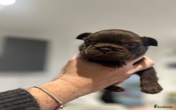 French Bulldog dogs for sale: Amazing Fluffy French bulldogs  - Advert 4