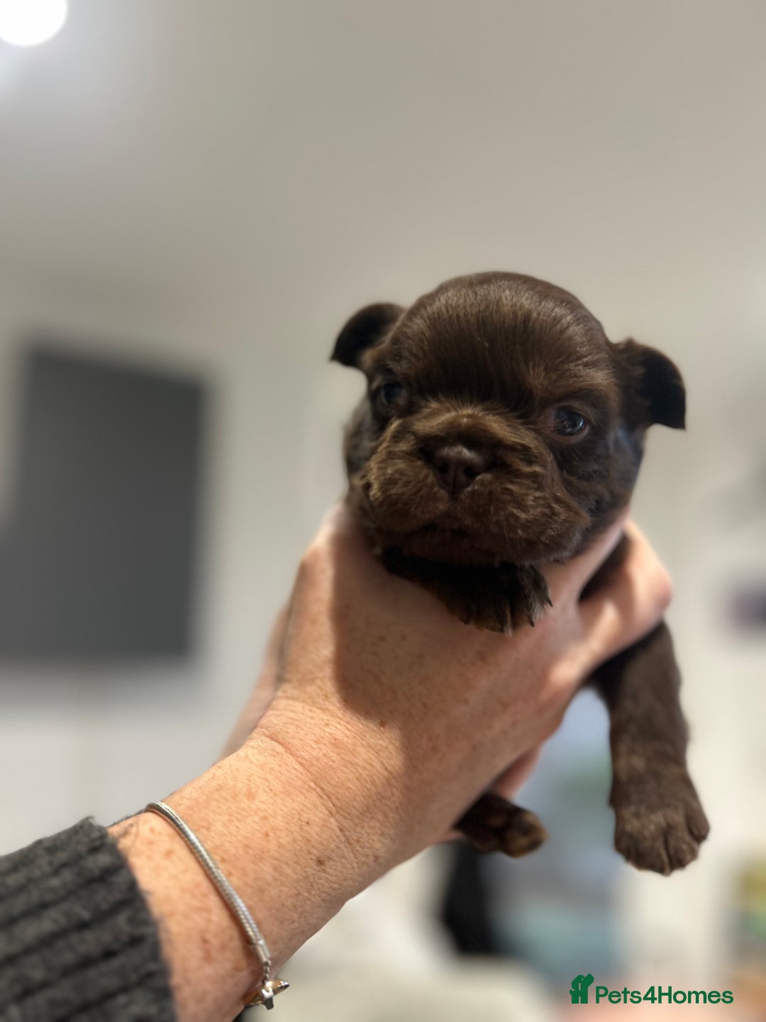 French Bulldog dogs for sale: Amazing Fluffy French bulldogs  - Advert 4