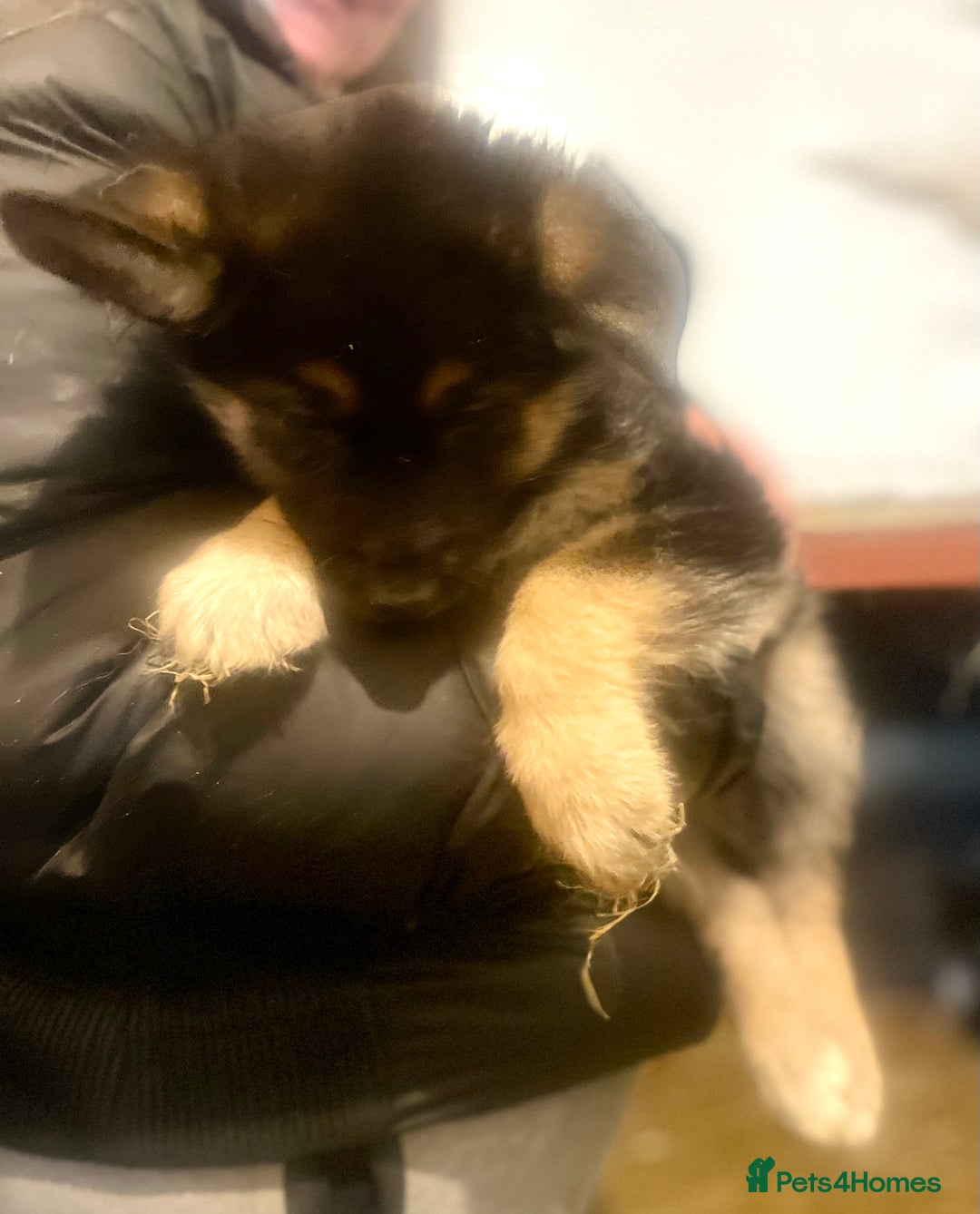 Shepsky dogs for sale: German Shepherd cross Husky Puppies  - Advert 2