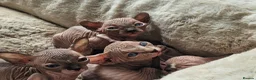 Sphynx cats for sale: 5 star kittens for 5 star homes - Advert 9
