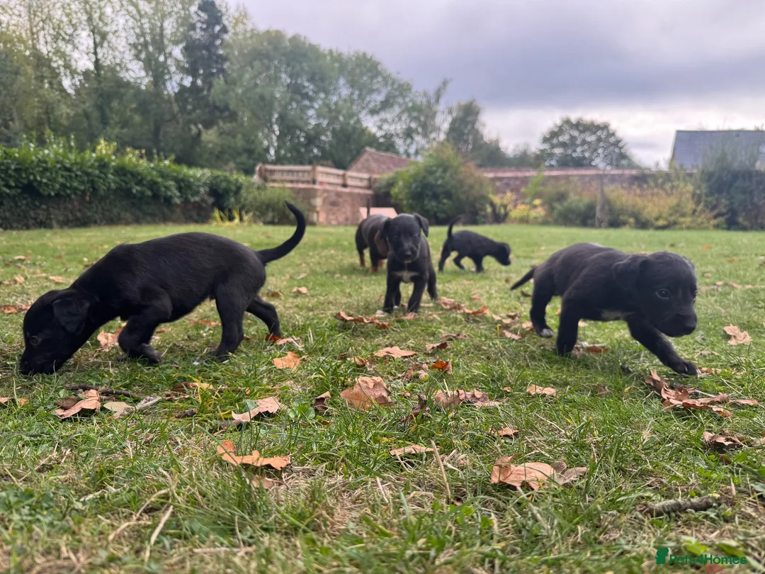 Mixed Breed dogs for sale: Bedlington Whippet Puppies 🐶🐾🐾 - Advert 20