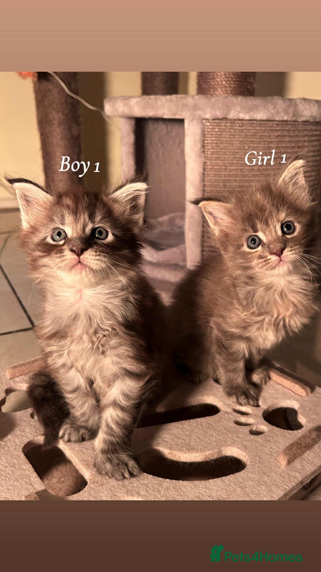 Maine Coon cats for sale: Mainecoon Kittens  - Image 16