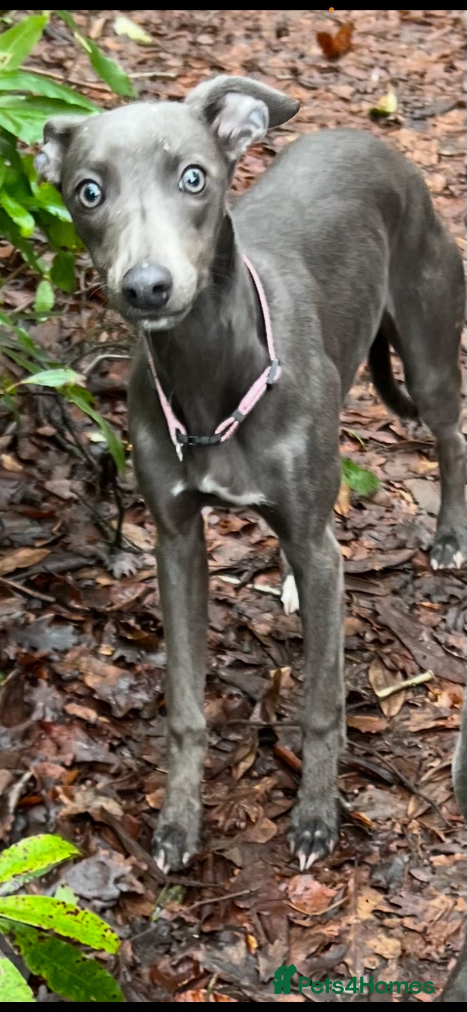 Whippet dogs KC registered blue whippet female - Advert 11