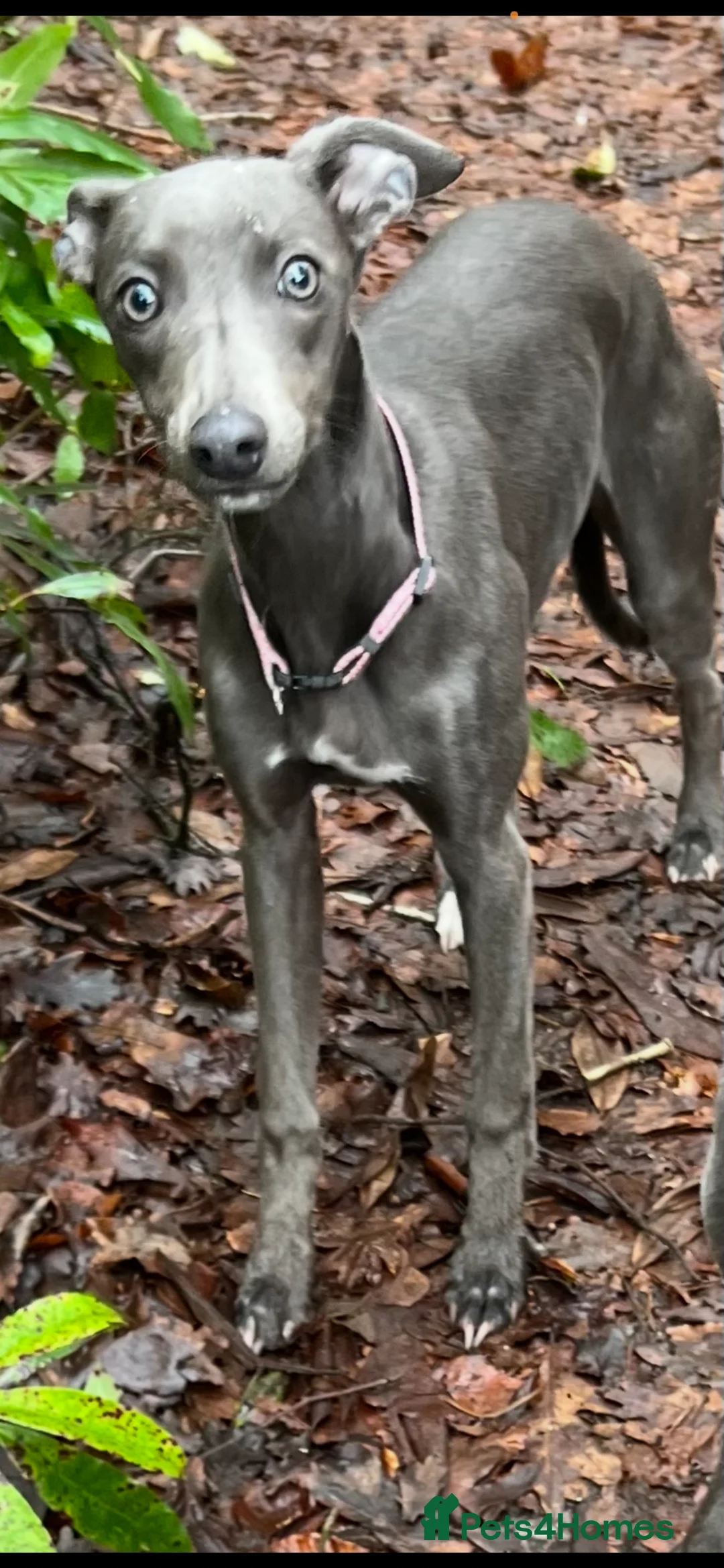 Whippet dogs for sale: KC registered blue whippet female - Advert 1