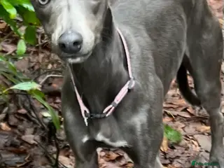 Whippet dogs KC registered blue whippet female - Advert 4