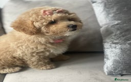 Poochon dogs for sale: Stunning litter - Image 3