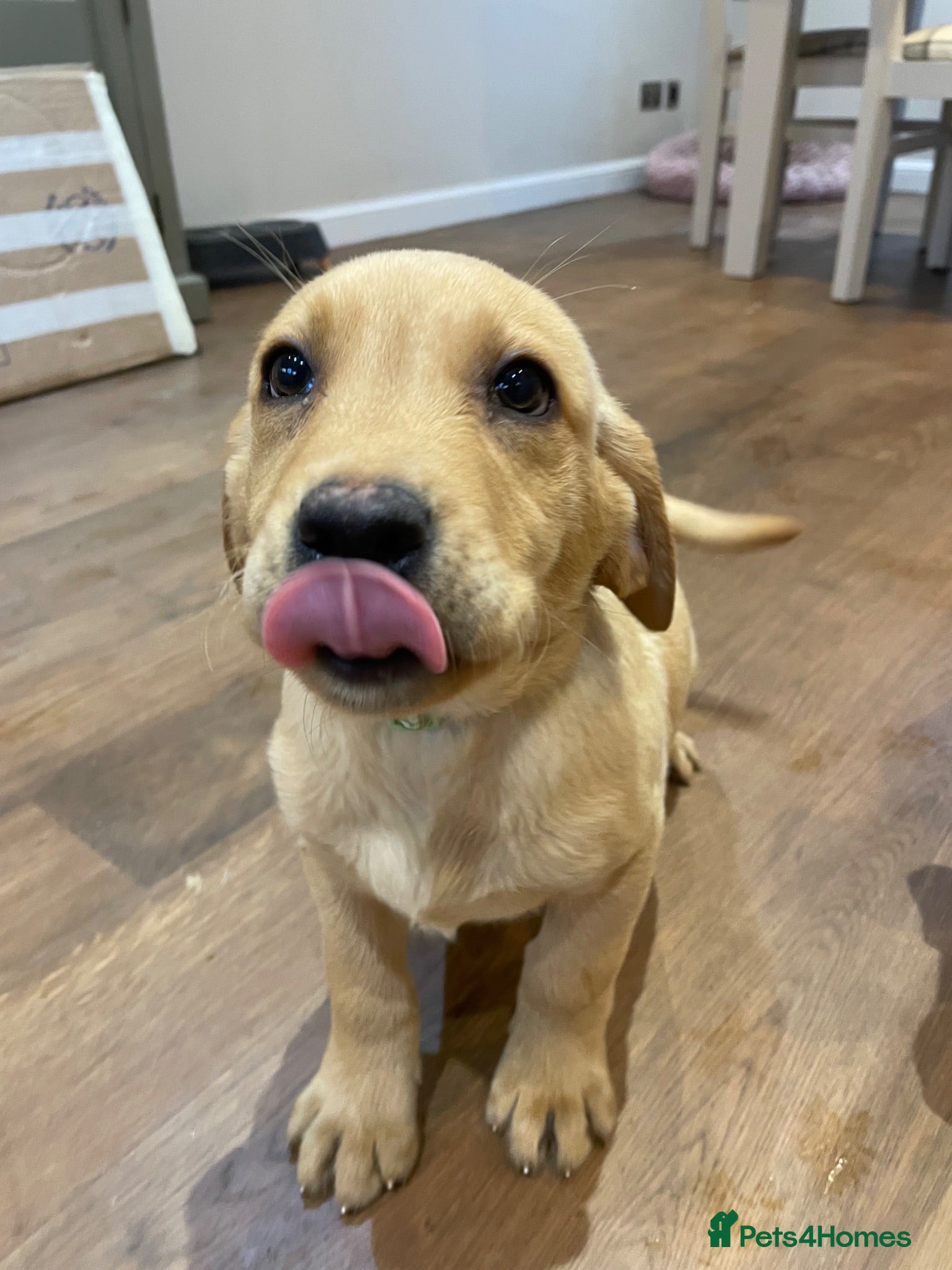 Labrador Retriever dogs 🐾Dog Labrador Pups  - Advert 12