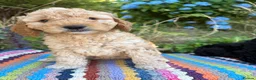 Cockapoo dogs for sale: F1b READY NOW. Health tested parents.  - Advert 9
