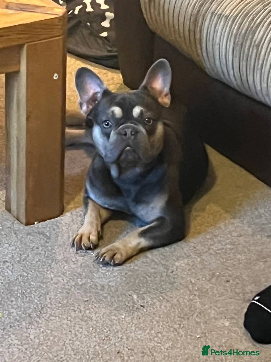 Frug dogs for sale: Beautiful litter of 5 3/4 frenchie 1/4 pug 🐶  - Advert 7