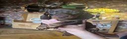 Miniature Dachshund dogs for sale: Gorgeous KC Miniature Dachshund Puppies last 3 - Advert 4