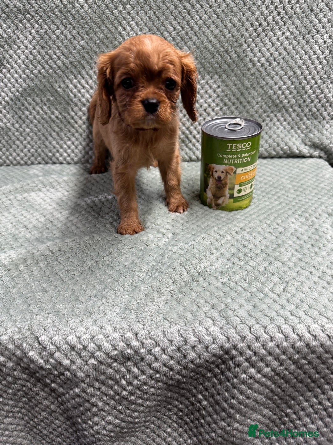 Cavalier King Charles Spaniel dogs for sale: Cavalier King Charles pups  - Image 4