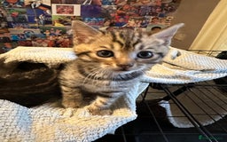 Bengal cats for sale: Snow Lynx, Marble & Brown Rosette Bengals - Image 22