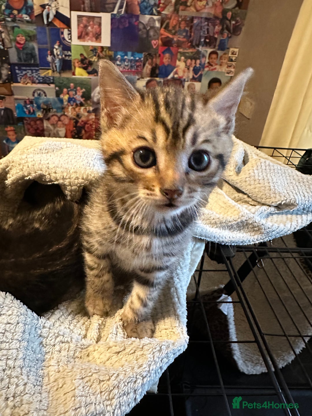 Bengal cats for sale: Snow Lynx, Marble & Brown Rosette Bengals - Image 22