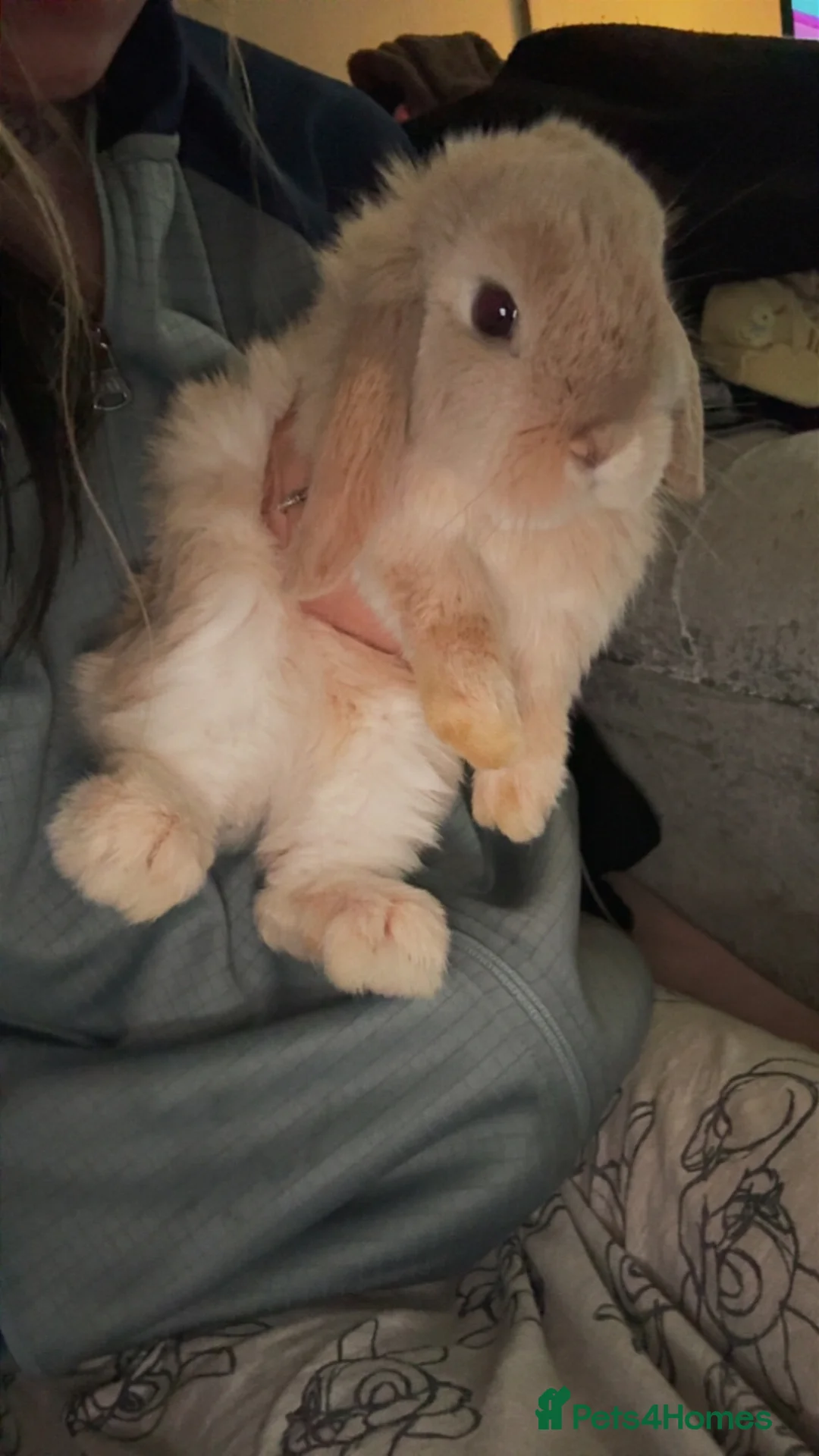 Mini Lop rabbits for sale: 6 month old mini lop buck - friendly and healthy in Berkeley - Advert 3