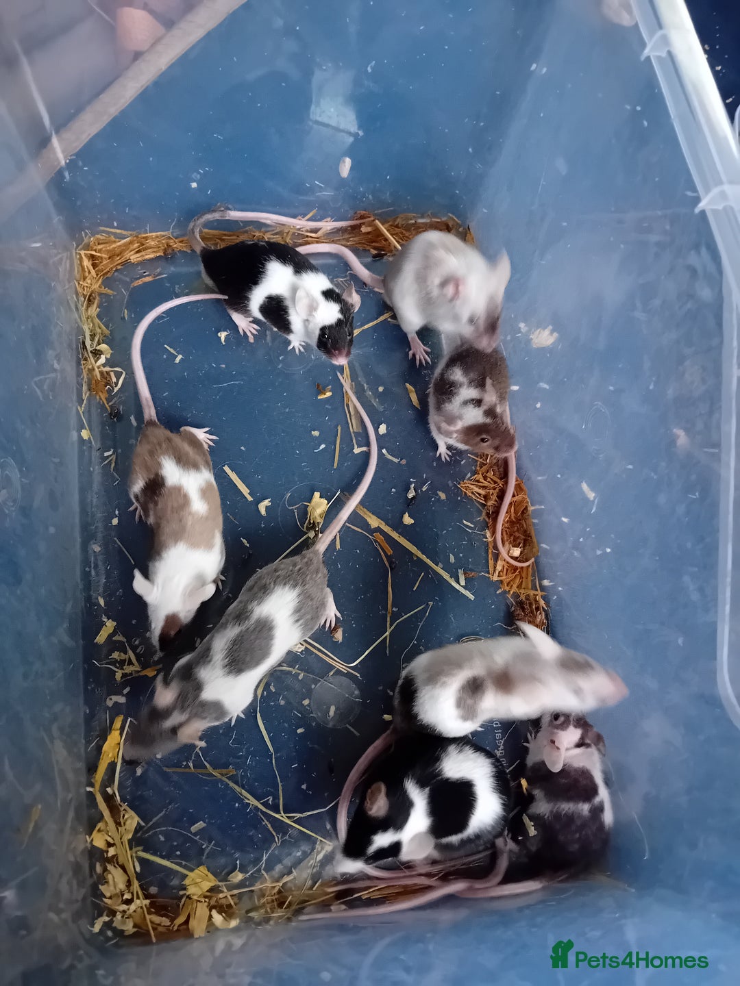 Mouse rodents for sale: Male mice  - Image 2