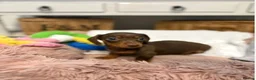 Miniature Dachshund dogs for sale: Beautiful Miniature Dachshund Puppies in Bath - Advert 12