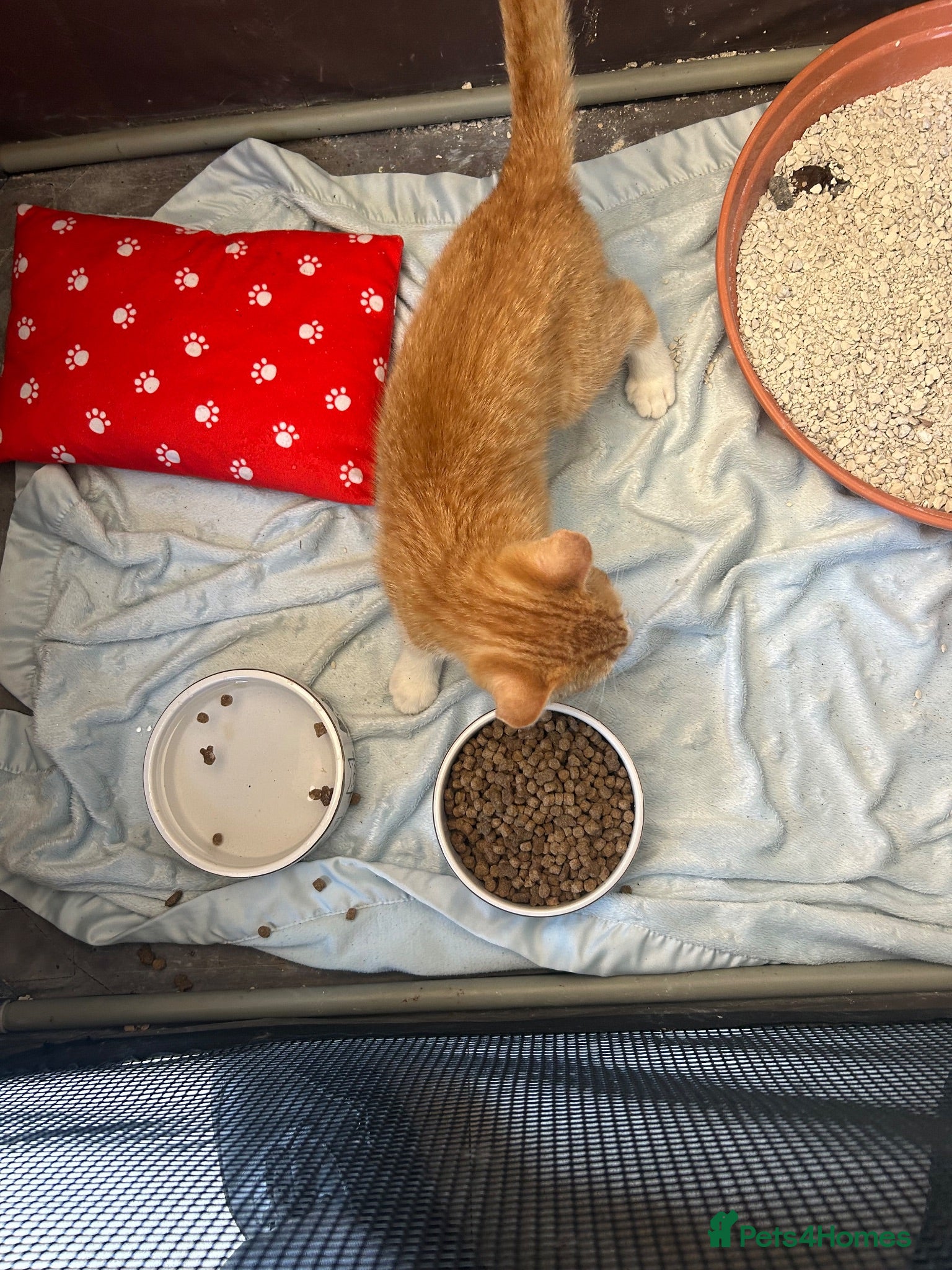 Mixed Breed cats Ginger cat - Advert 6