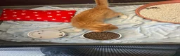 Mixed Breed cats for sale: Ginger cat - Advert 1