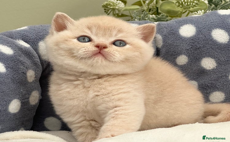 British Shorthair cats - Advert 2