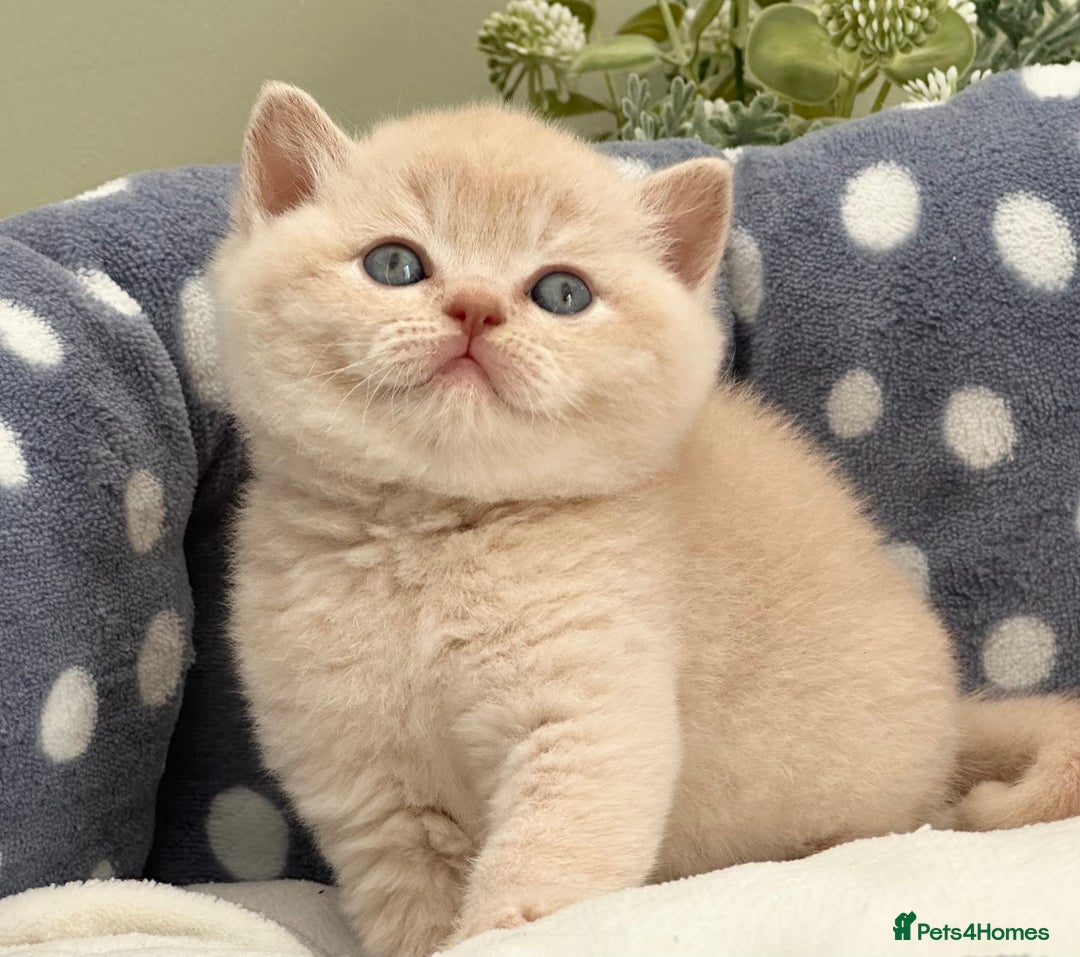 British Shorthair cats for sale: Stunning British Kittens - Image 13