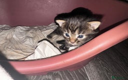Mixed Breed cats for sale: 2 male 2 female beautiful kittens - Image 17