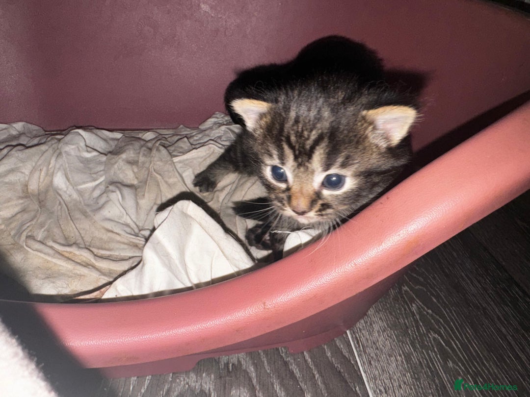 Mixed Breed cats for sale: 2 male 2 female beautiful kittens - Image 17