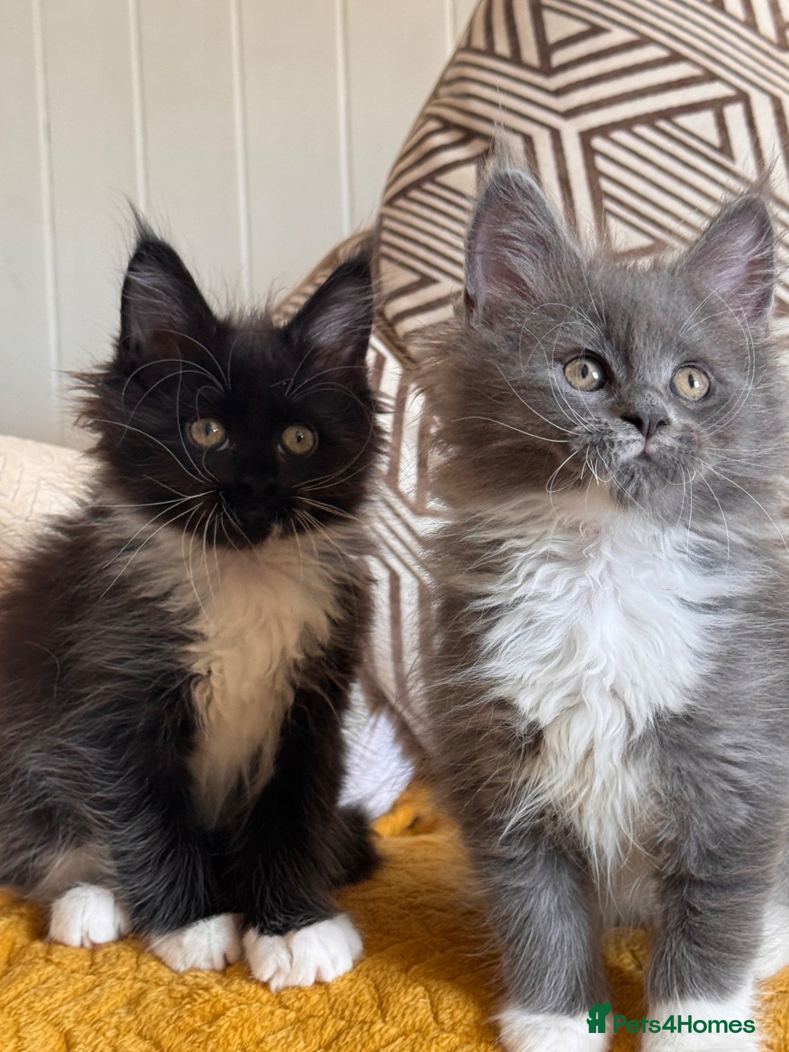 Maine Coon cats Exceptional TICA Pedigree Maine Coon Kittens - Advert 2