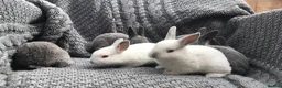 Rex rabbits for sale: Beautiful Purebreed Velvet Mini Rex rabbits - Advert 24