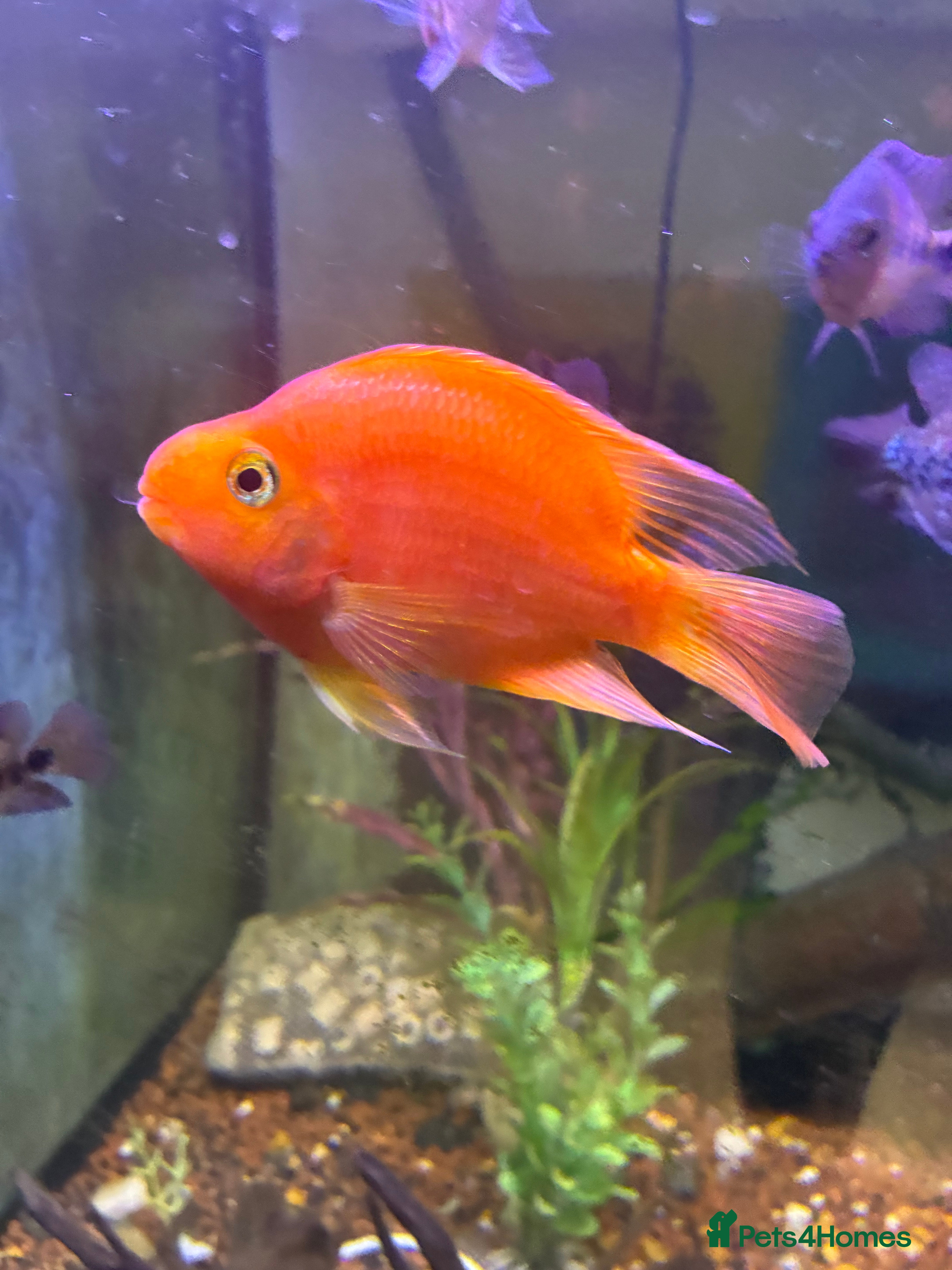 Cichlids fish 4 blood parrots cichlids  - Advert 1