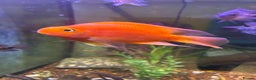 Cichlids fish for sale: 4 blood parrots cichlids  - Advert 1