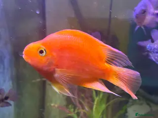 Cichlids fish 4 blood parrots cichlids - Advert 12