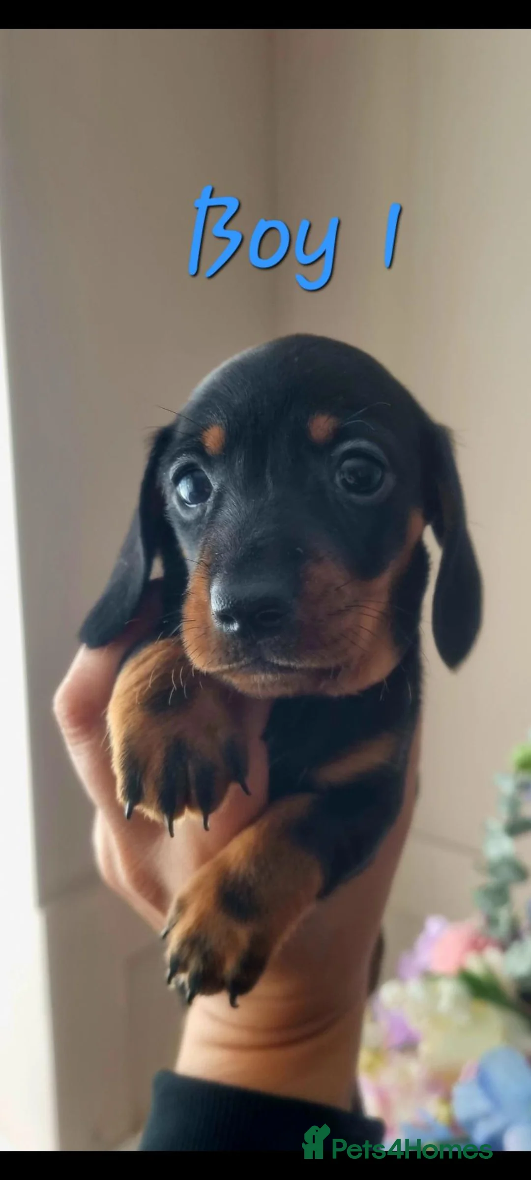 Miniature Dachshund dogs for sale: Beautiful Minature (kinachen) dachshund boys - Advert 2