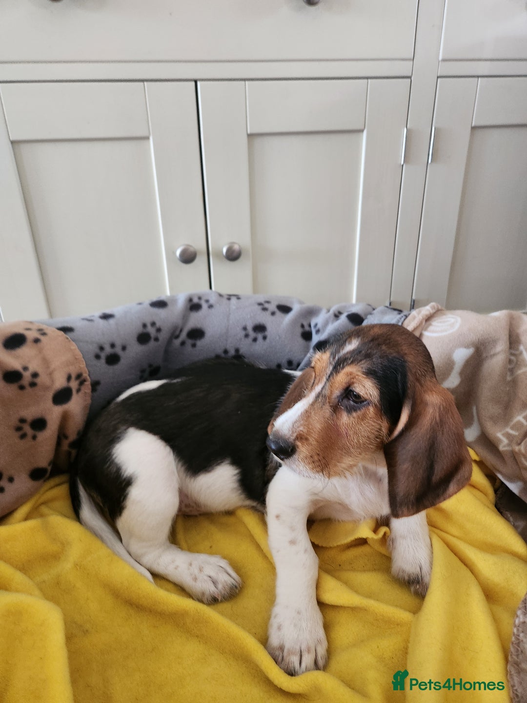 Basset Griffon Vendeen dogs for sale: Petite x English  - Advert 4